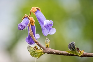 Blüte des Blauglockenbaums