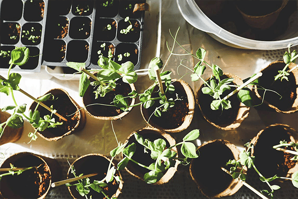 Pflanzen werden zur Gartenarbeit vorbereitet.