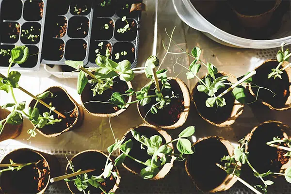 Pflanzen werden zur Gartenarbeit vorbereitet.