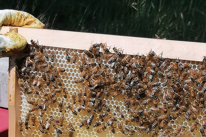 Im fensterrahmen bienen Bienenvolk im