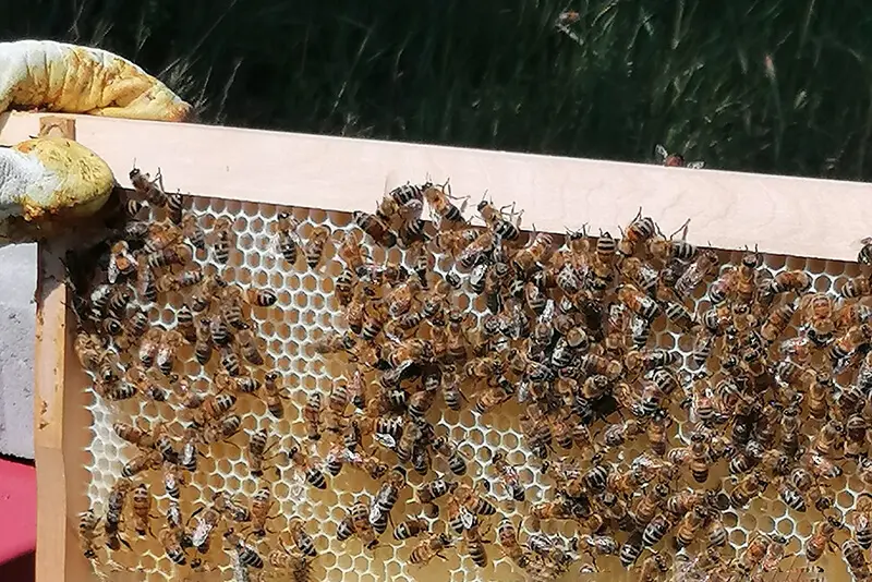 Bienen auf dem Rahmen