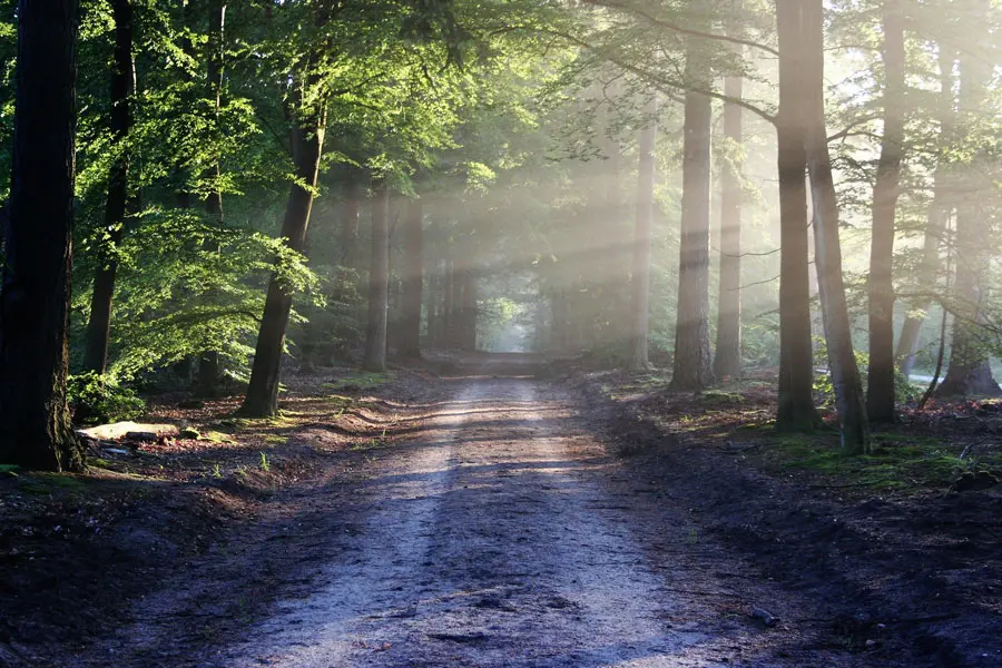 Sonnendurchflutete Straße im Wald